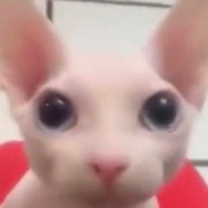 Meet your Posher, Phoebee